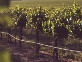 Sensors and cameras analyse vine quality