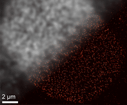 Neue Markierungssonden im Nanomaßstab - Forscher zeigen Potenzial von modifizierten Aptameren in der superauflösenden Fluoreszenzmikroskopie auf