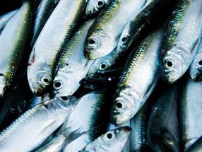 Heringsfischerei in westlicher Ostsee verliert Ökosiegel