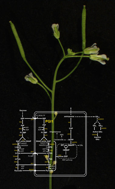 Identificada una enzima clave para el rendimiento de los cultivos - La enzima PGI1 está implicada en el desarrollo reproductivo de las plantas y en la producción de sustancias de reserva en semillas