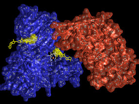 Proteinveränderungen weisen auf Krebs hin