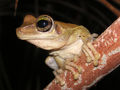 A bucket full of genes: pond water reveals tropical frogs