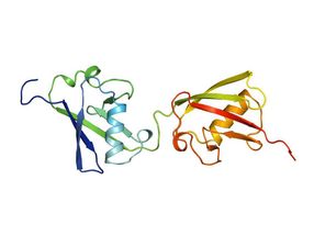 Analyzing the structure of the protein FAT10