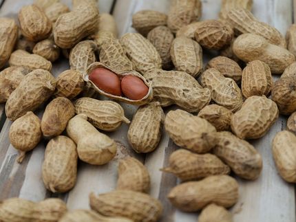 DNA-basiertes Verfahren zum Nachweis von Spuren von Erdnüssen in Lebensmitteln