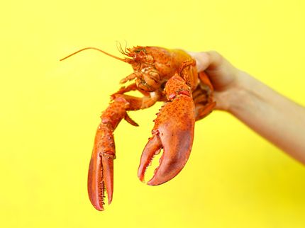 Trend Lobster Roll? Streetfood-style lobster