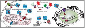 How cells handle a sticky, toxic, but absolutely essential molecule