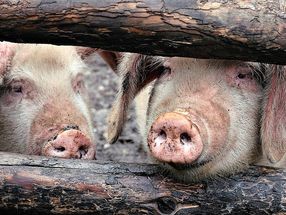 Afrikanische Schweinepest: Keine Gefahr für Verbraucherinnen und Verbraucher