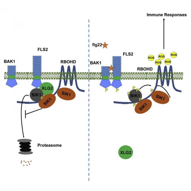 Coaker lab/Cell Host & Microbe