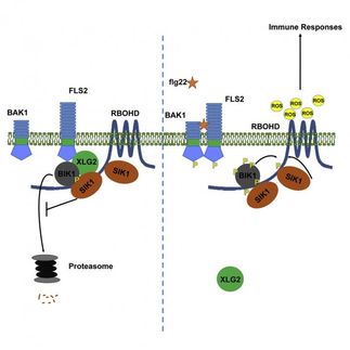 Newly discovered enzyme is 'firing pin' for plant immunity