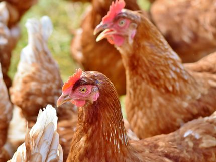 1.7 million chickens drown as NC rivers swollen by Florence