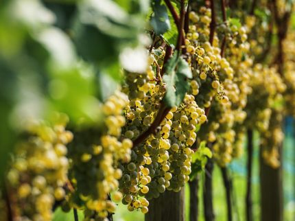 Überdurchschnittliche Weinernte - Winzer profitieren von Super-Sommer