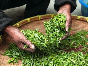 Green tea compound helps siRNA slip inside cells