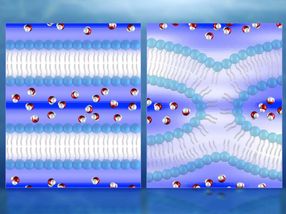 First direct 3D maps of water during cell membrane fusion