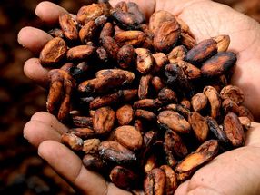 Cocoa: a tasty source of vitamin D?