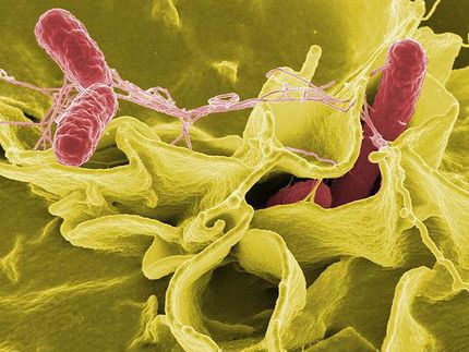 Breakthrough in designing a better Salmonella vaccine