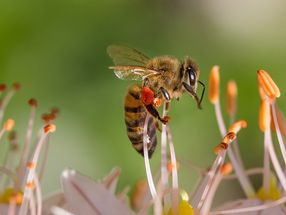 Bienensterben durch Glyphosat