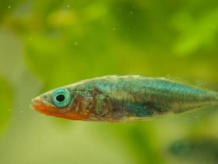 Eizelle sucht Spermium