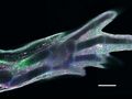 Principles of limb regeneration in salamanders show link to mammals