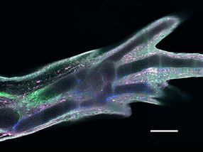 Principles of limb regeneration in salamanders show link to mammals