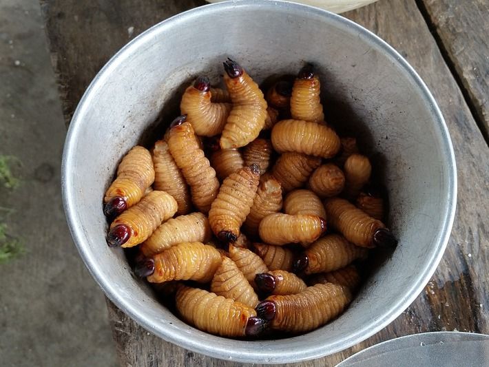 Insekten als Lebensmittel: Der Preis bestimmt den Geschmack