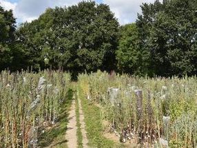 350 Quinoa-Arten wachsen im Zuchtgarten der Kieler Pflanzenzüchtung.