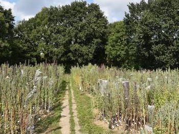 Growing quinoa in Europe