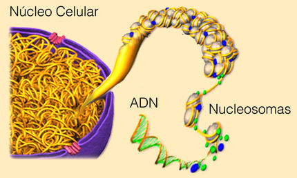 Descifrado el primer nivel de plegamiento del ADN