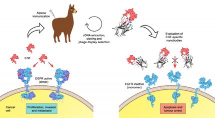 El sistema inmunitario de las alpacas ofrece un posible tratamiento contra el cáncer