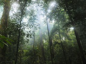 Kakao und Regenwald