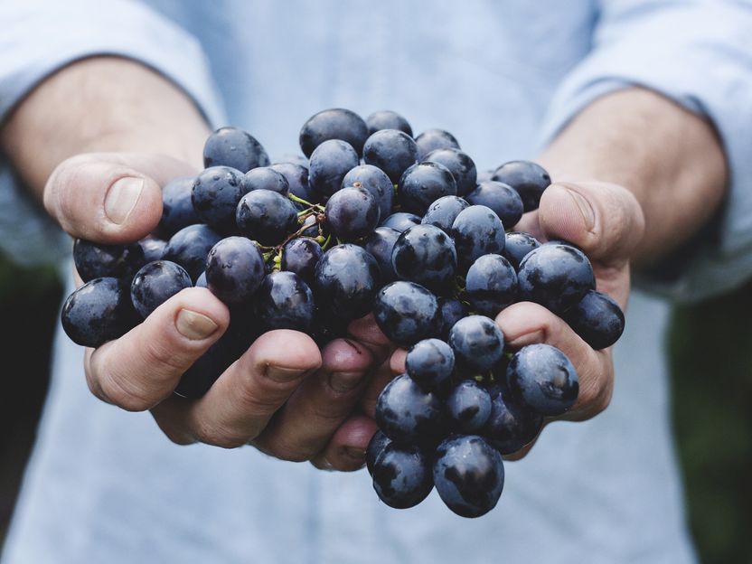 Perfekte Weinlese: Winzer ziehen beste Bilanz seit 1999