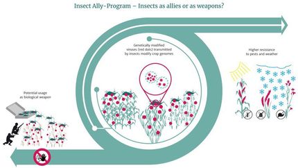 A step towards biological warfare with insects?