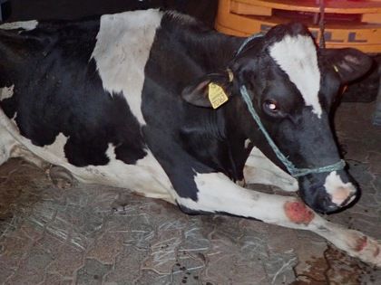 Eine schwer verletzte "downer" Kuh leidet über Nacht im Schlachthof Blohm bei Stendal. Das Tier wurde vor der versteckten Kamera mit Elektroschocks gequält und mit einem Gabelstapler umher geschleift.