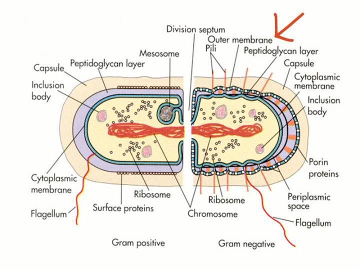 Microbiology Concepts (http://microbiologyconcepts.blogspot.com/2017/03/bacteria.html)