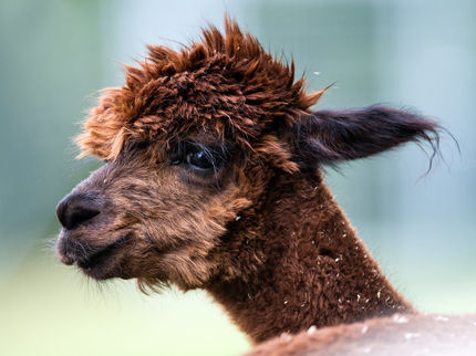 Bakterien statt Versuchstiere