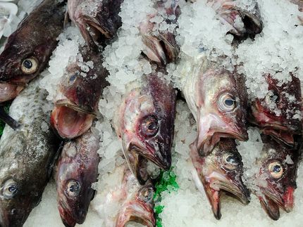 Fisch: Umweltkiller oder nachhaltiges Lebensmittel?