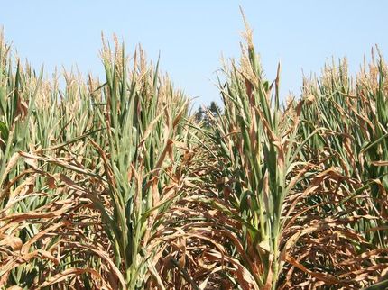 For plant breeders it is essential to know whether plants are more vulnerable to heat or drought.