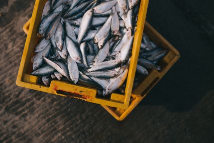 Mecklenburg-Vorpommern will mehr Fisch in Aquakulturen produzieren