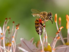 Weniger Pestizide, mehr Bildung: 9-Punkte-Plan gegen das Insektensterben