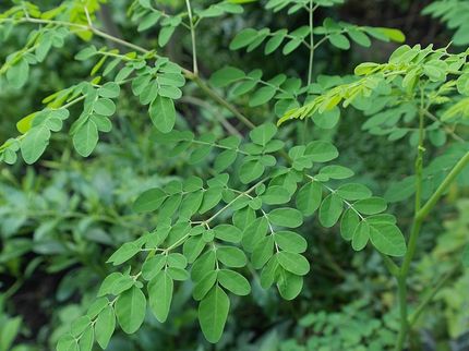 Moringa - the next Superfood