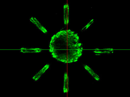 Laser lenkt Zellwachstum in geordnete Bahnen