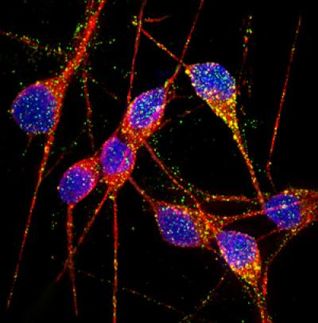 Stem-cell-derived neurons