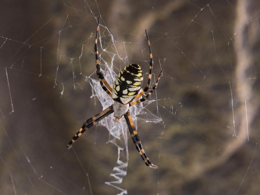 Die Hauptmerkmale der Spinnenseide entschlüsselt