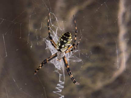 Key mysteries of spider silk unraveled