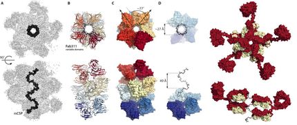 Images of antibodies working together against malaria