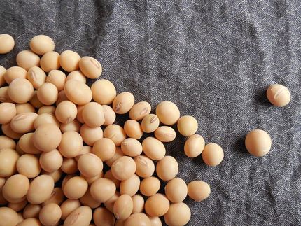 Soja – eine proteinreiche Alternative zu Tierprodukten