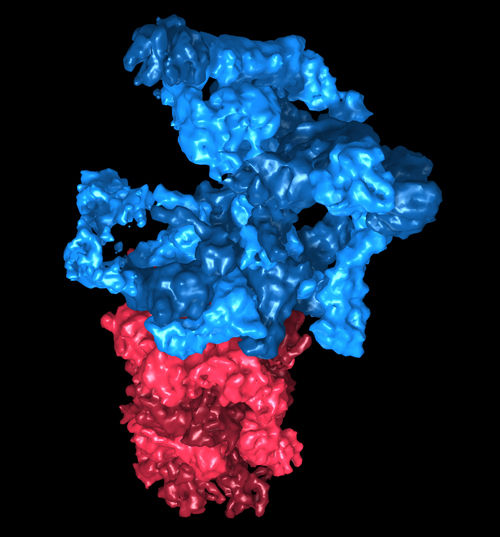 Julio Ortiz / Copyright: MPI für Biochemie