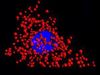 Novel quantum dots enhance cell imaging