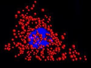 Novel quantum dots enhance cell imaging