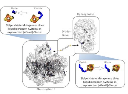 Forscherteam gelingt entscheidender Schritt für die regenerative Wasserstoffherstellung_2