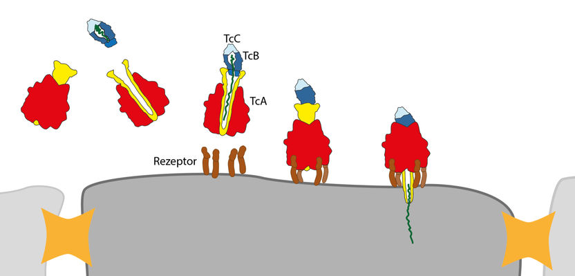 © MPI f. molekulare Physiologie